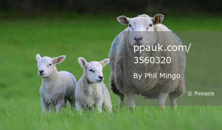 Devon Sping Lambs, Exeter, UK - 20 Feb 2024