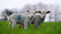 Devon Sping Lambs, Exeter, UK - 20 Feb 2024